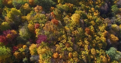 Multicolored tree tops and the appearance small town behind forest on horizon Stock Footage 83882325