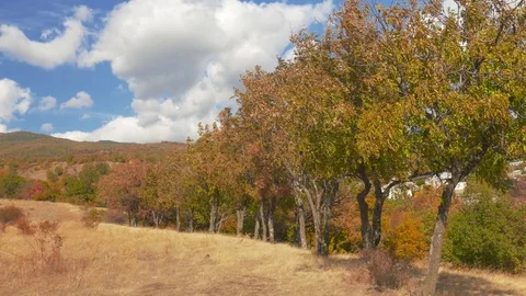 Multicolored trees against the sky with clouds Stock Footage 81088538