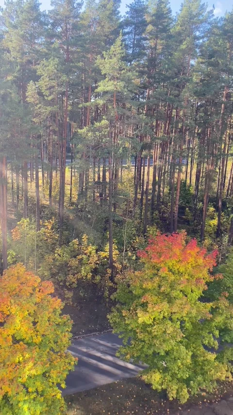 Multicolored trees in autumn in the forest. Vertical video Stock Footage 287944686
