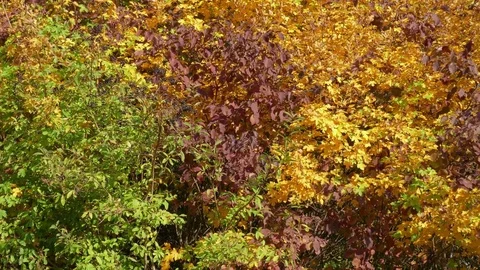 Multicolored trees with lush foliage in sunny autumn day Stock Footage 81089094