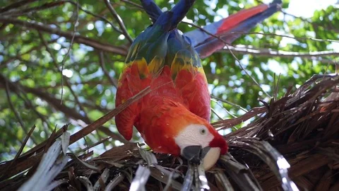 Multicolored Tropical Parrot Stock-Footage 77291865