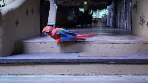 Multicolored Tropical Parrot Stock Footage 77451302