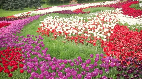 Multicolored tulip field Stock Footage 62857867