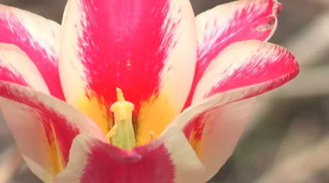 Multicolored Tulip Flower Background Close up Stock Footage 49669172