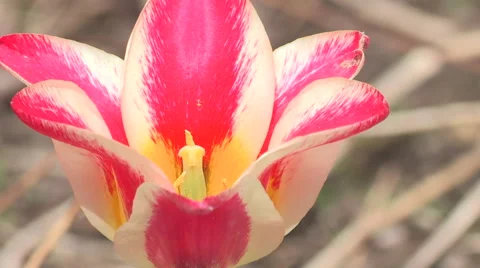 Multicolored Tulip Flower Background Stock Footage 49669168