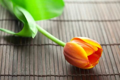 Multicolored tulip lying on a bamboo mat Foto stock