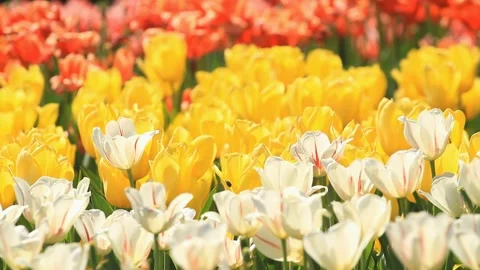 Multicolored tulips bloom in spring park Stock-Footage 101580033