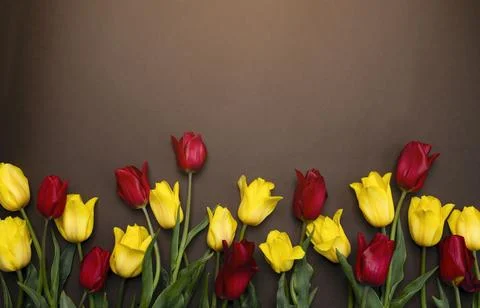 Multicolored tulips on a brown background with space for a copy. Stock Photos
