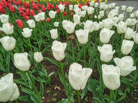 Multicolored tulips on flowerbed Stock Photos