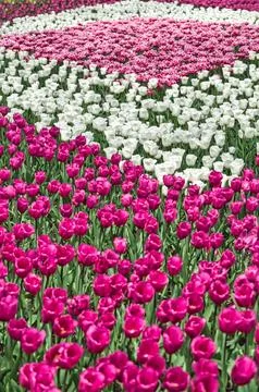 Multicolored tulips on flowerbed Stock Photos