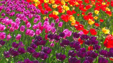 Multicolored tulips. Stock Footage 27079190