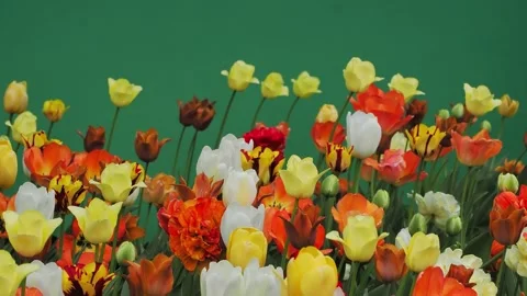 Multicolored tulips on a green screen Stock Footage 327929706