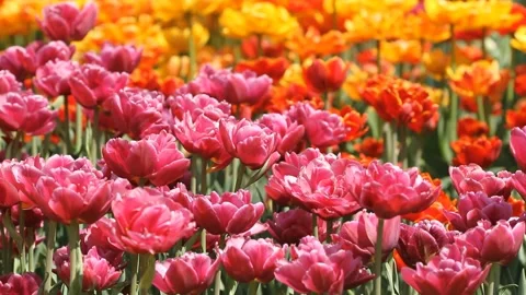 Multicolored tulips growing in spring park Video stock 107220650