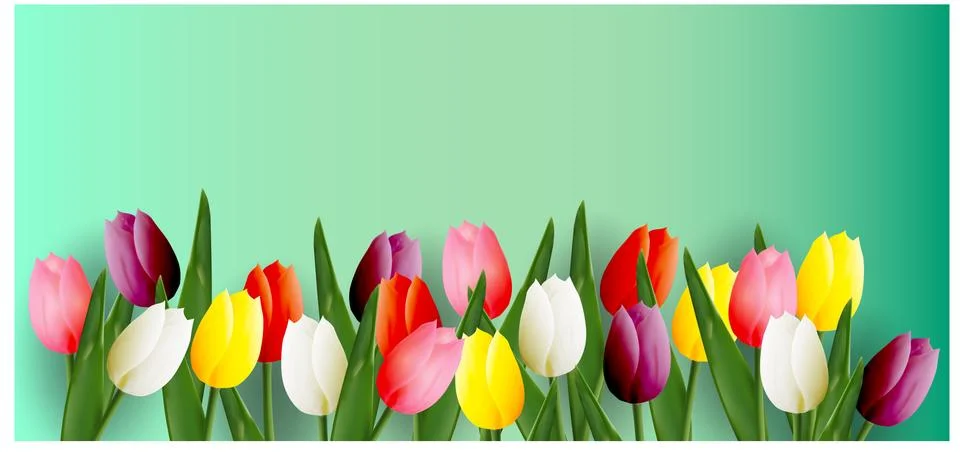Multicolored tulips. 스톡 일러스트