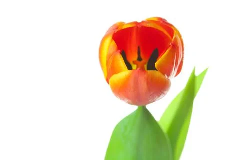 Multicolored tulips isolated on white Stock Photos