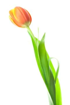 Multicolored tulips isolated on white Foto stock