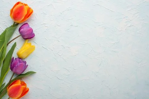 Multicolored tulips on a light background, with empty space for writing or ad Stock Photos