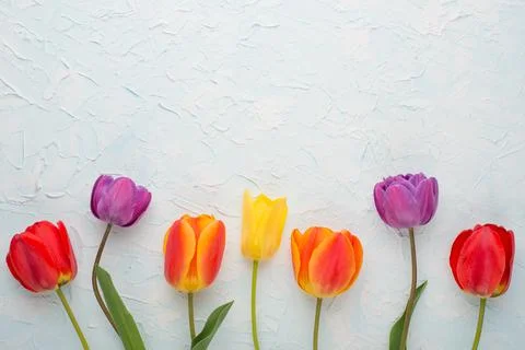 Multicolored tulips on a light background, with empty space for writing or ad Stock Photos