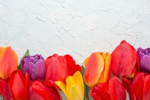 Multicolored tulips on a light background, with empty space for writing or ad Stock Photos
