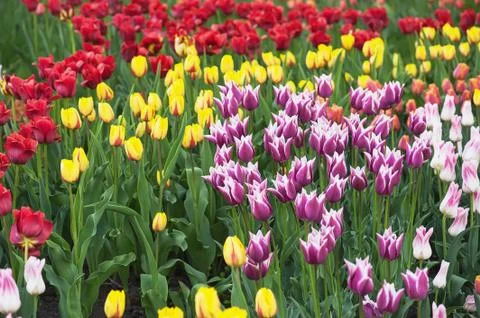 Multicolored tulips Photos