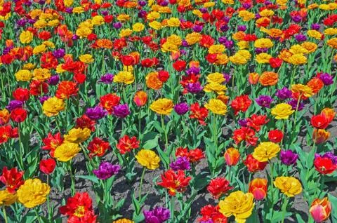 Multicolored tulips Stock Photos