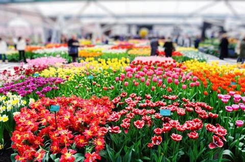 Multicolored tulips Foto stock
