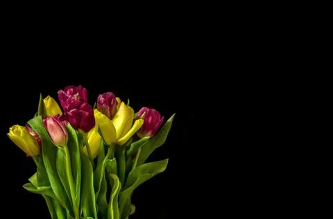 Multicolored tulips Stock Photos