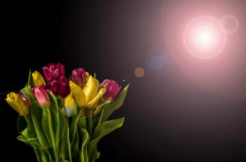 Multicolored tulips Stock Photos