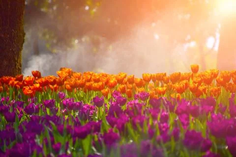 Multicolored tulips Foto stock