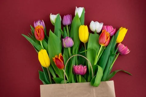 Multicolored tulips on a red background. Spring bouquet. Flowers top view Stock Photos
