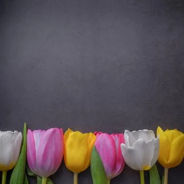 Multicolored tulips in a row against a dark gray stucco wall. Stock Photos