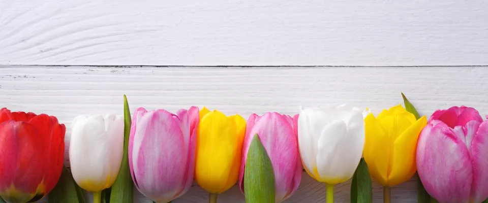 Multicolored tulips in a row on a background of light boards. Stock Photos