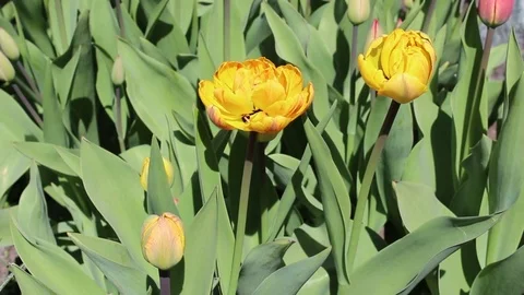 Multicolored tulips spring bloom in the garden Stock Footage 82778127