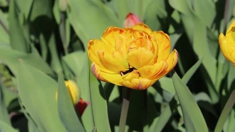 Multicolored tulips spring bloom in the garden Video stock 82779375