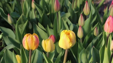 Multicolored tulips spring bloom in the garden Stock Footage 82783318