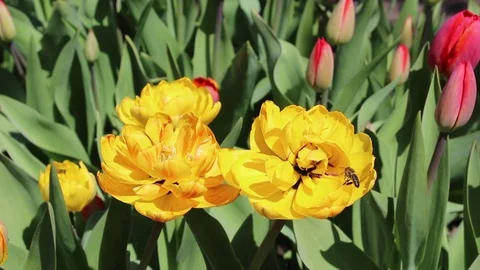 Multicolored tulips spring bloom in the garden Stock Footage 82784748