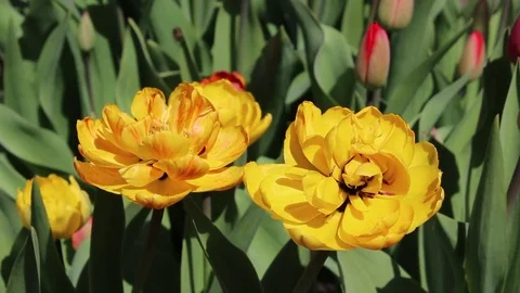 Multicolored tulips spring bloom in the garden Video stock 82787694