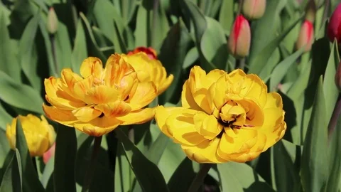 Multicolored tulips spring bloom in the garden Stock Footage 82789339