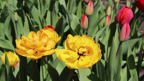 Multicolored tulips spring bloom in the garden Stock Footage 82790845