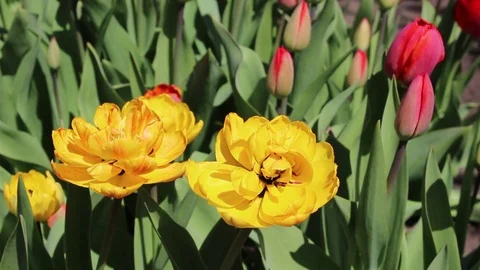 Multicolored tulips spring bloom in the garden Stock Footage 82793392