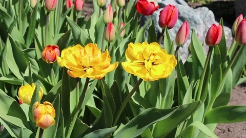Multicolored tulips spring bloom in the garden 스톡 동영상 82818503