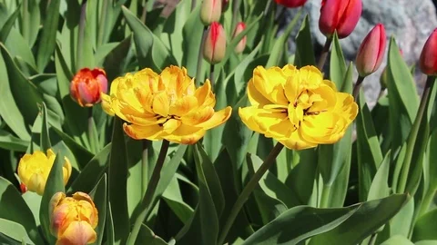 Multicolored tulips spring bloom in the garden Video stock 82819628