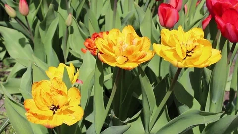 Multicolored tulips spring bloom in the garden Stock Footage 82860682
