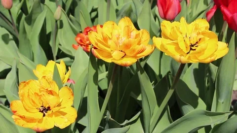 Multicolored tulips spring bloom in the garden Stock Footage
