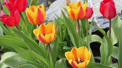Multicolored tulips spring bloom in the garden Stock Footage 82895063