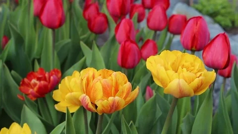 Multicolored tulips spring bloom in the garden Stock Footage 82964214