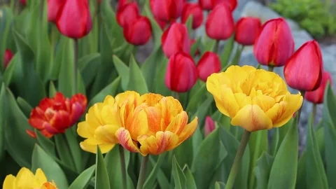 Multicolored tulips spring bloom in the garden Video stock 82965828