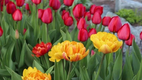 Multicolored tulips spring bloom in the garden Video stock 82966416