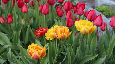 Multicolored tulips spring bloom in the garden Video stock 82968211