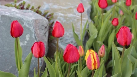 Multicolored tulips spring bloom in the garden Stock Footage 82970127
